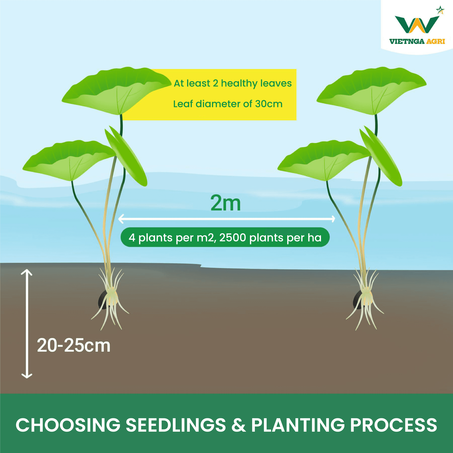 1. CHOOSING SEEDLINGS, PLANTING PROCESS