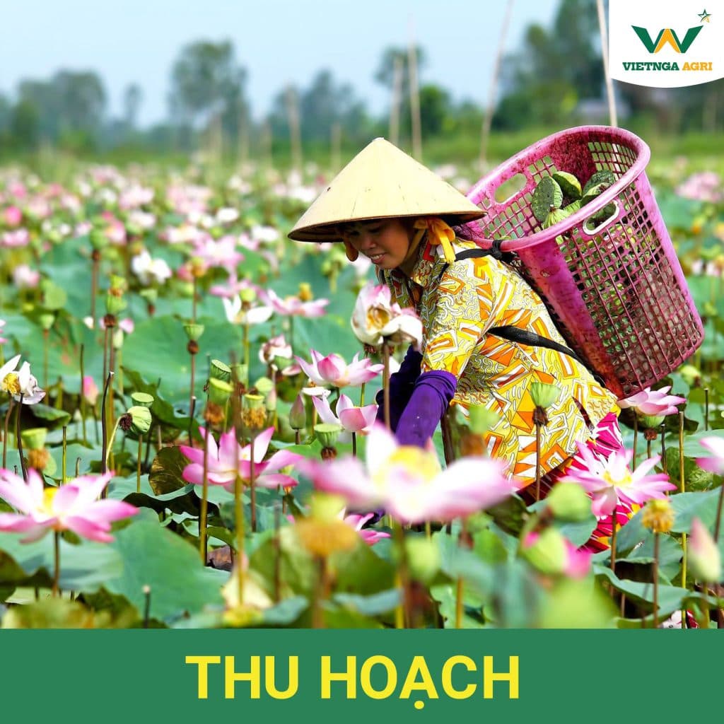 បច្ចេកទេសដាំដុះ និងជីសម្រាប់រុក្ខជាតិគ្រាប់ពូជផ្កាឈូក