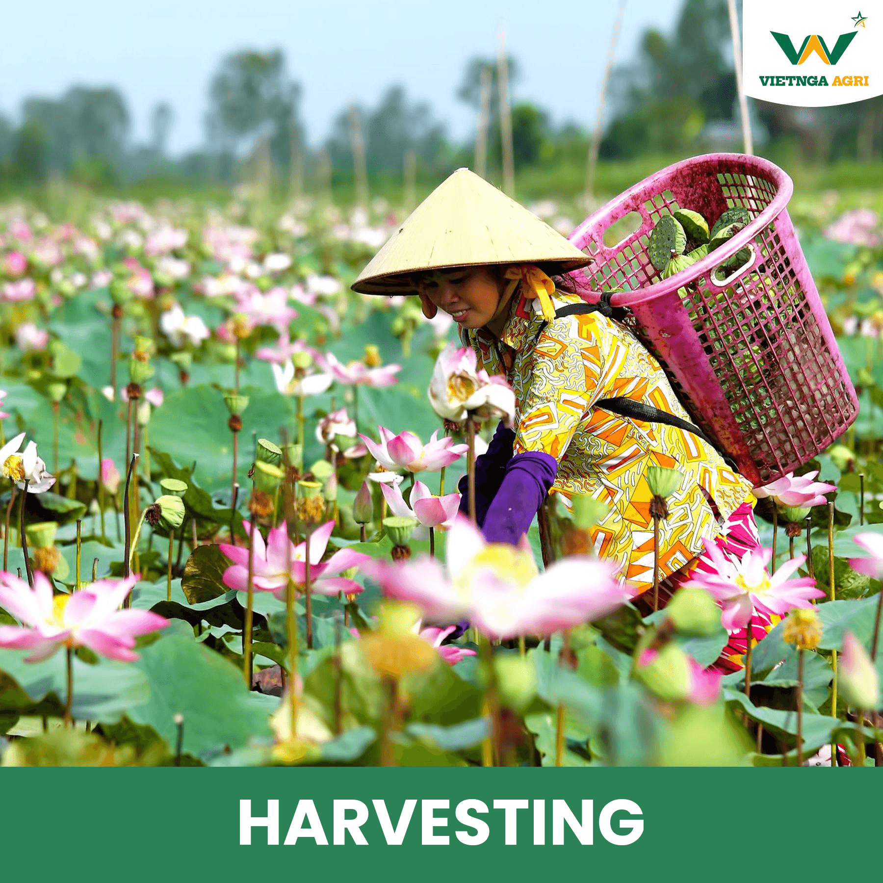 4. HARVESTING