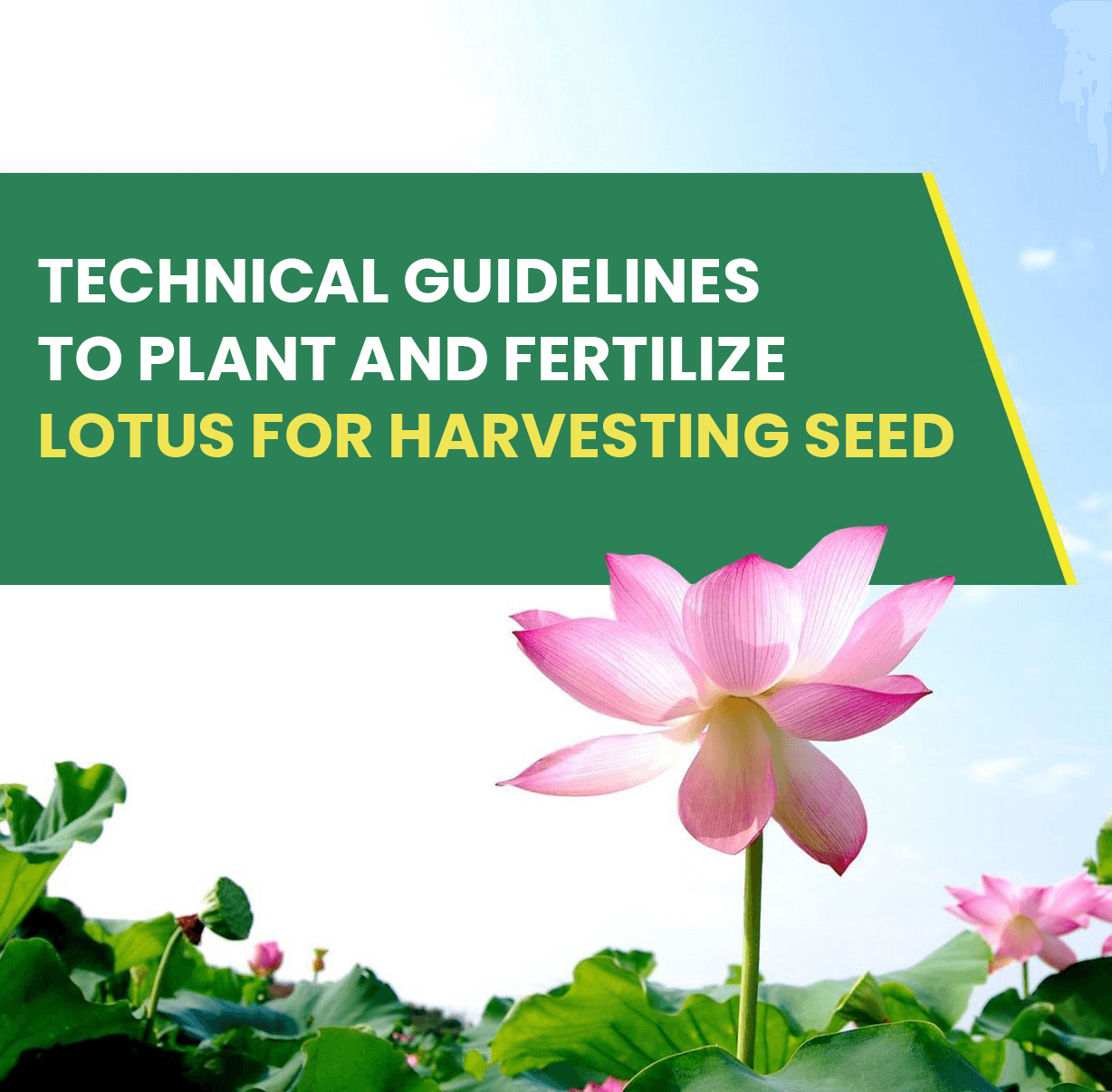 Technical Guidelines To Plant And Fertilize Lotus For Harvesting Seed