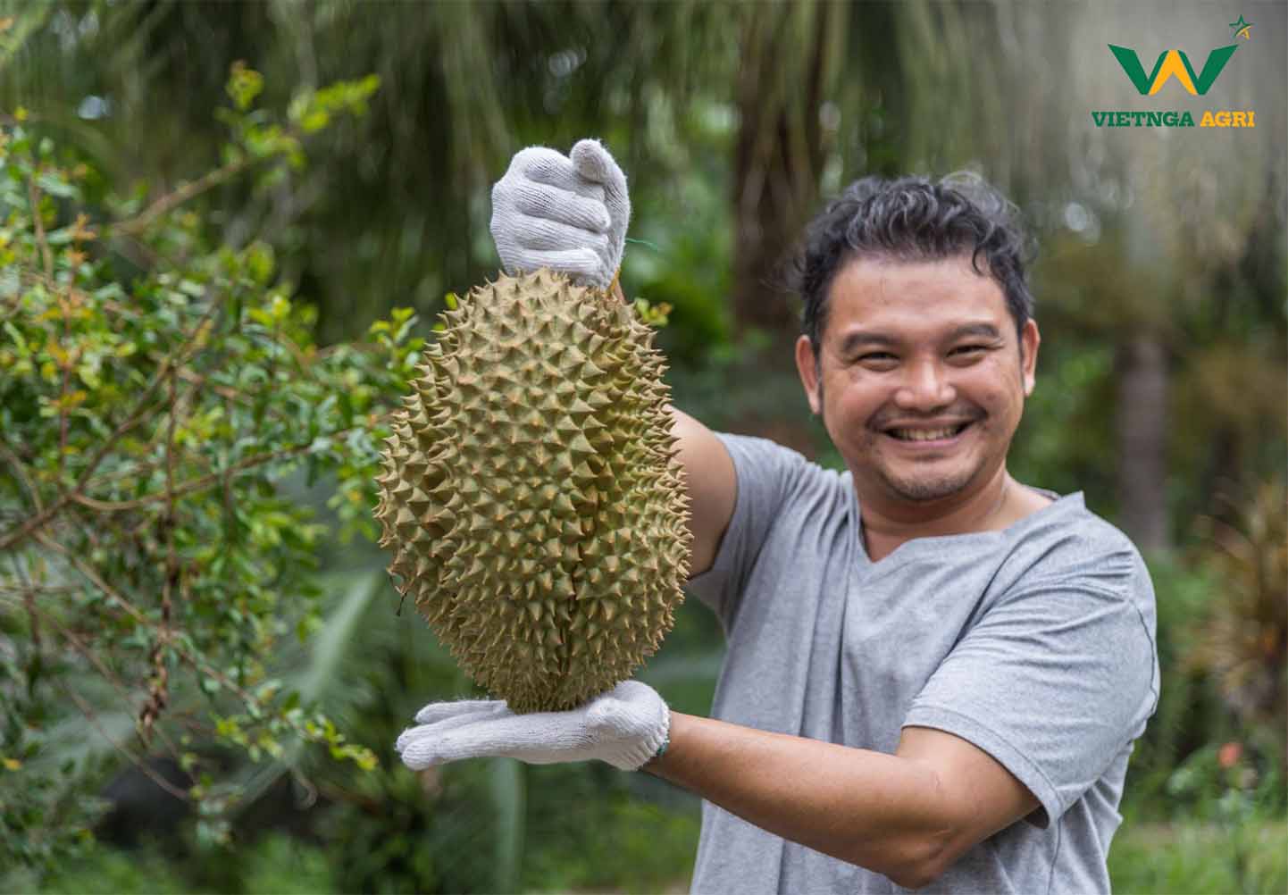 Techniques for Planting and Fertilizing Durian Trees During Their Growth Stages