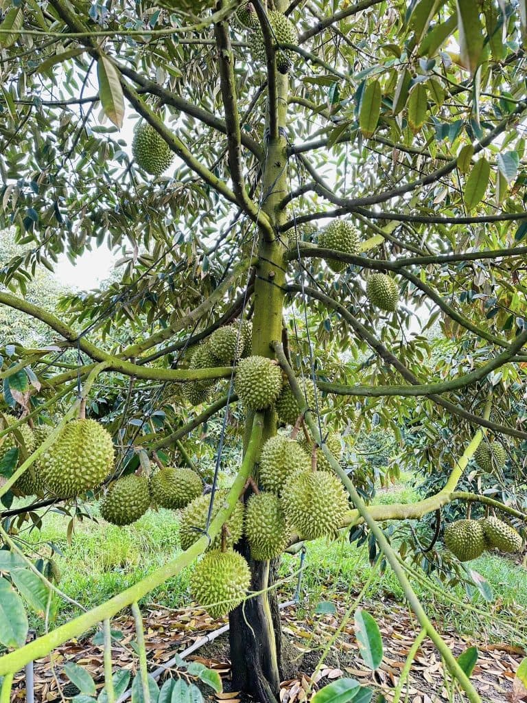 Cultivation and Fertilization Techniques for Durian Trees During the Recovery Phase