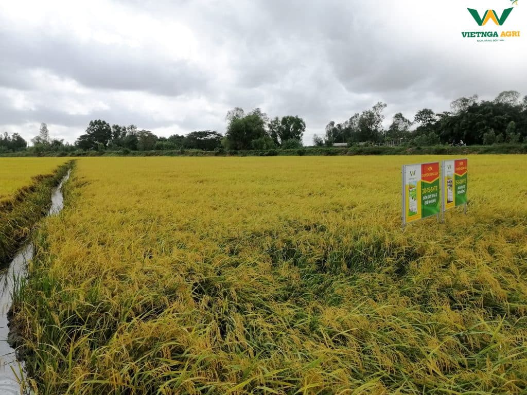Full Grains – Golden Harvest with Viet Nga Agri’s Specialized Fertilizer Set