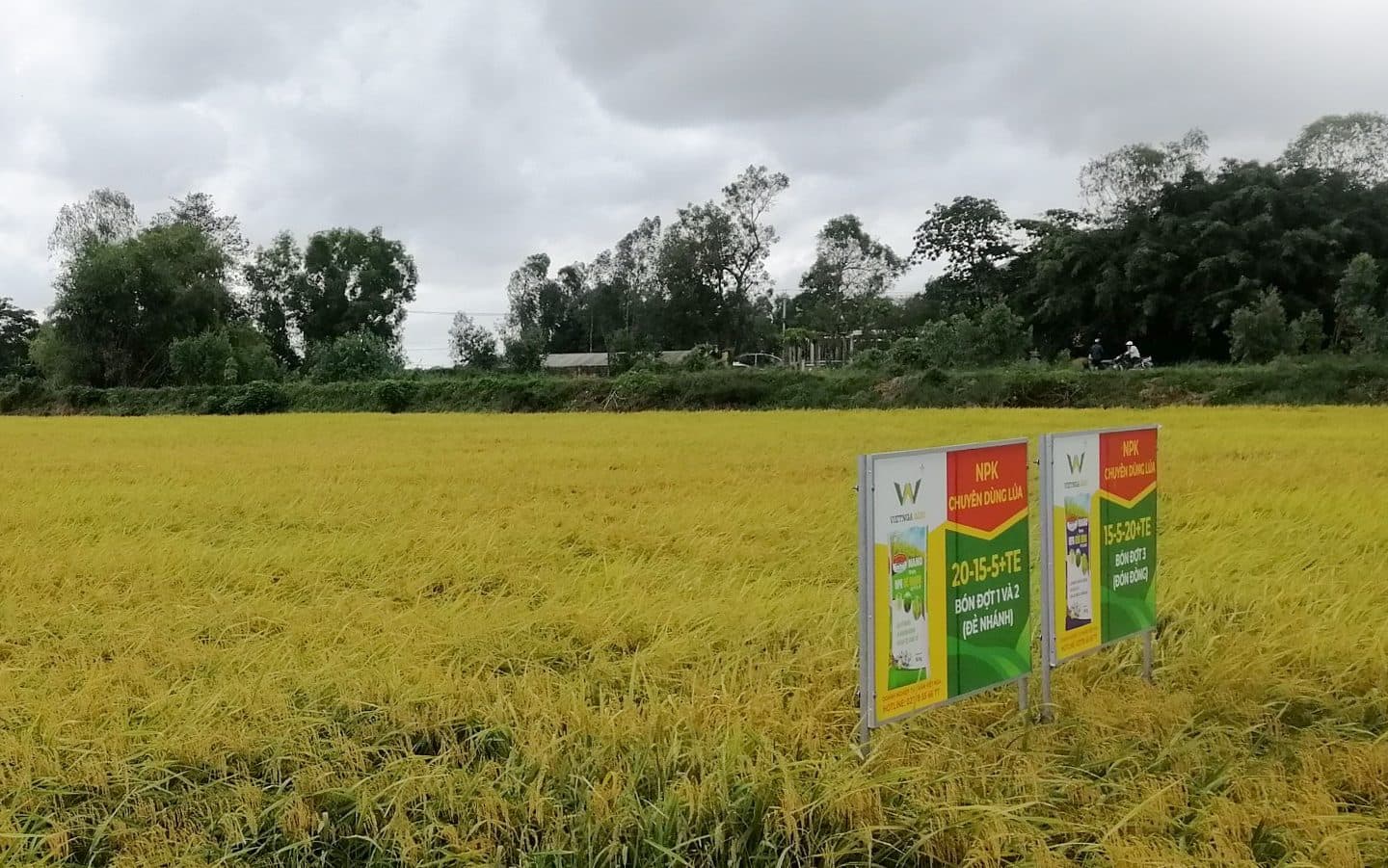 ស្រូវពោរពេញគ្រាប់ – ទទួលបានរដូវស្រូវមាសជាមួយសំណុំជីប្រើពិសេសរបស់ Viet Nga Fertilizer