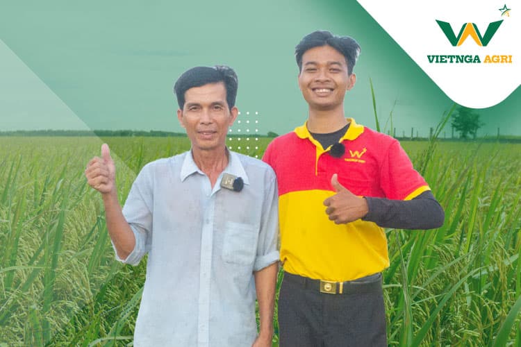 A bumper crop with Viet Nga specialized fertilizers