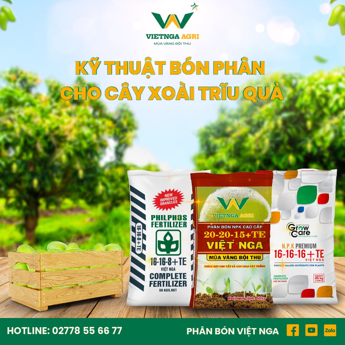 Growing Techniques and Specialized Fertilizers for Heavy-Fruiting Mango Trees
