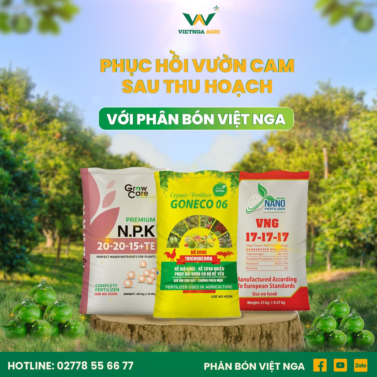 Restoring Orange Orchards After Harvest with Viet Nga Fertilizer