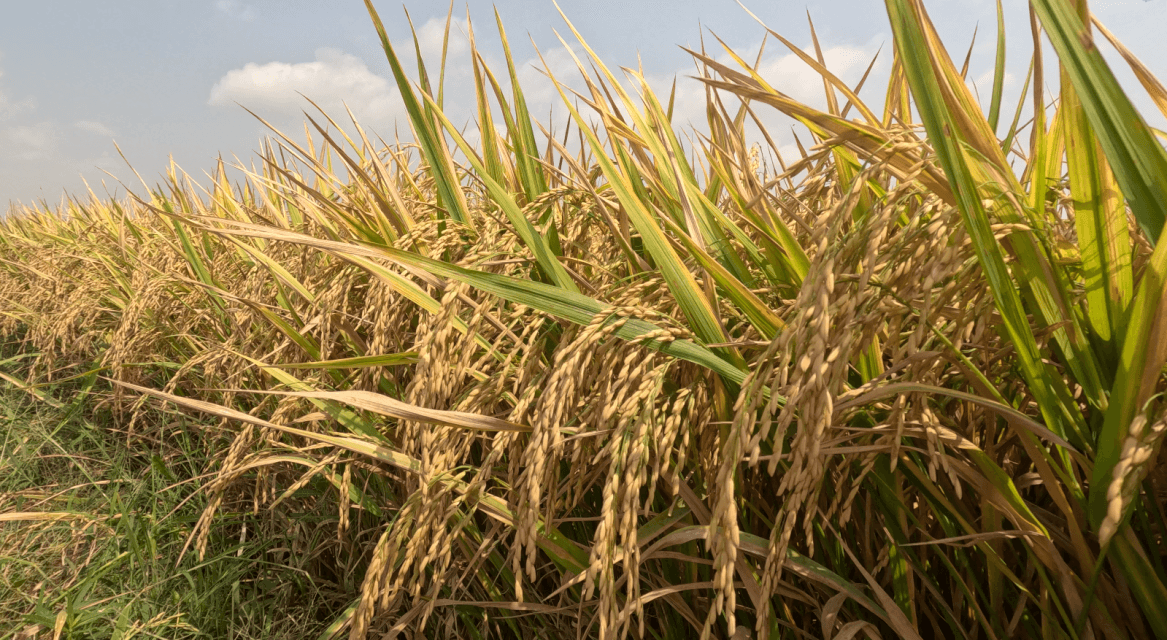 Guide to Applying Single Fertilizers in the Summer-Autumn Rice Crop