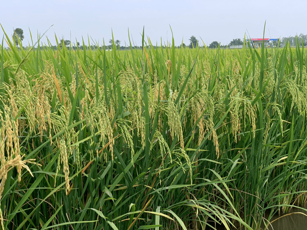 See the Rice Plants Guess the Yield