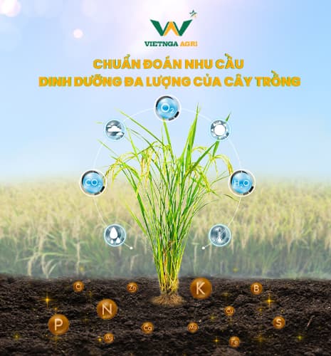 ការធ្វើរោគវិនិច្ឆ័យតម្រូវការអាហារូបត្ថម្ភរបស់រុក្ខជាតិ