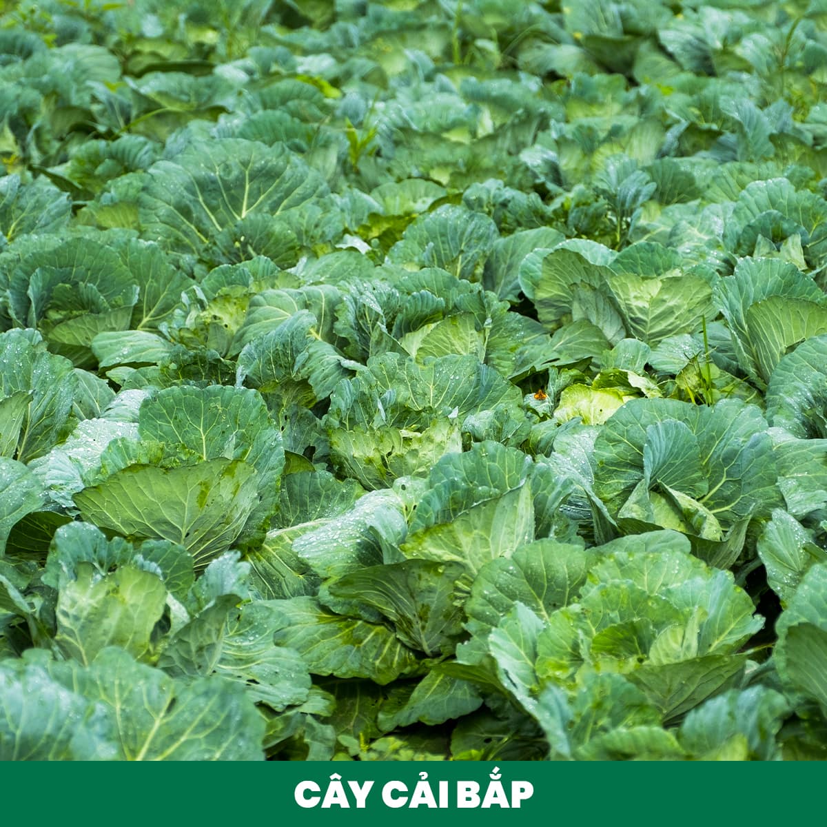 1. Fertilizing Cabbage