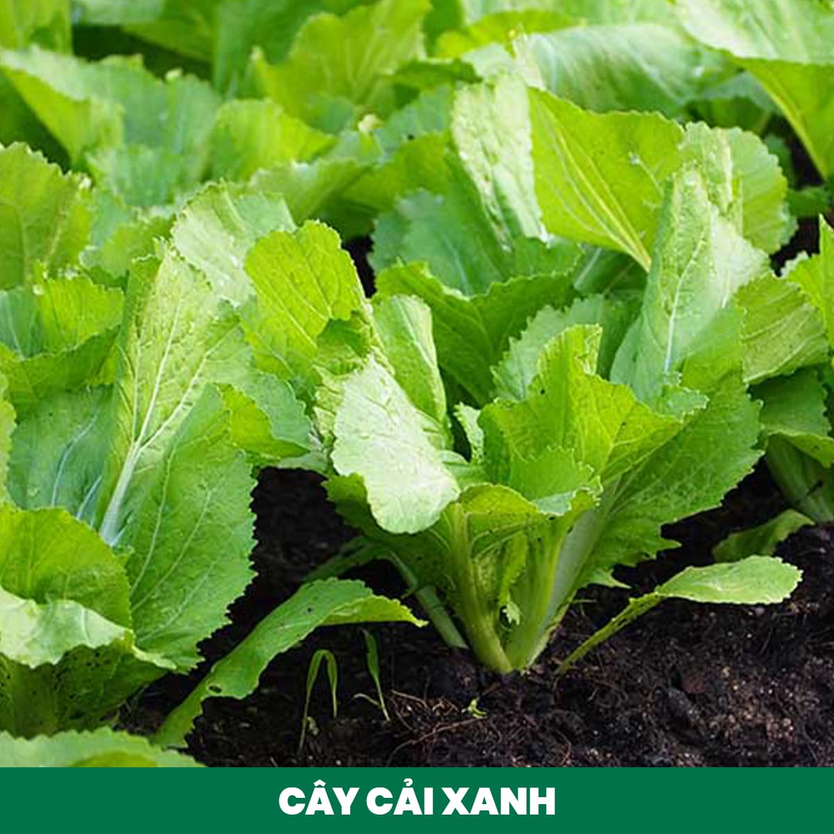 2. Fertilizing Mustard Greens