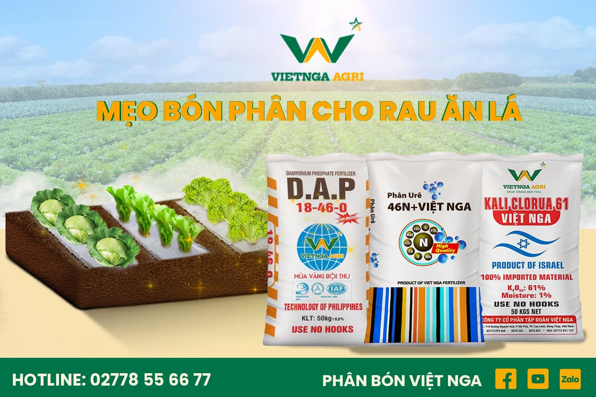 គន្លឹះដាំ និងដាក់ជីឱ្យបន្លែស្ពៃ ដើម្បីទទួលបានប្រសិទ្ធភាពខ្ពស់
