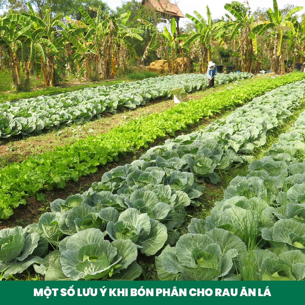 5. Other Notes When Fertilizing Leafy Greens