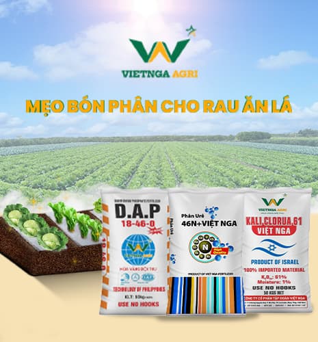 mẹo bón phân việt nga cho rau ăn lá