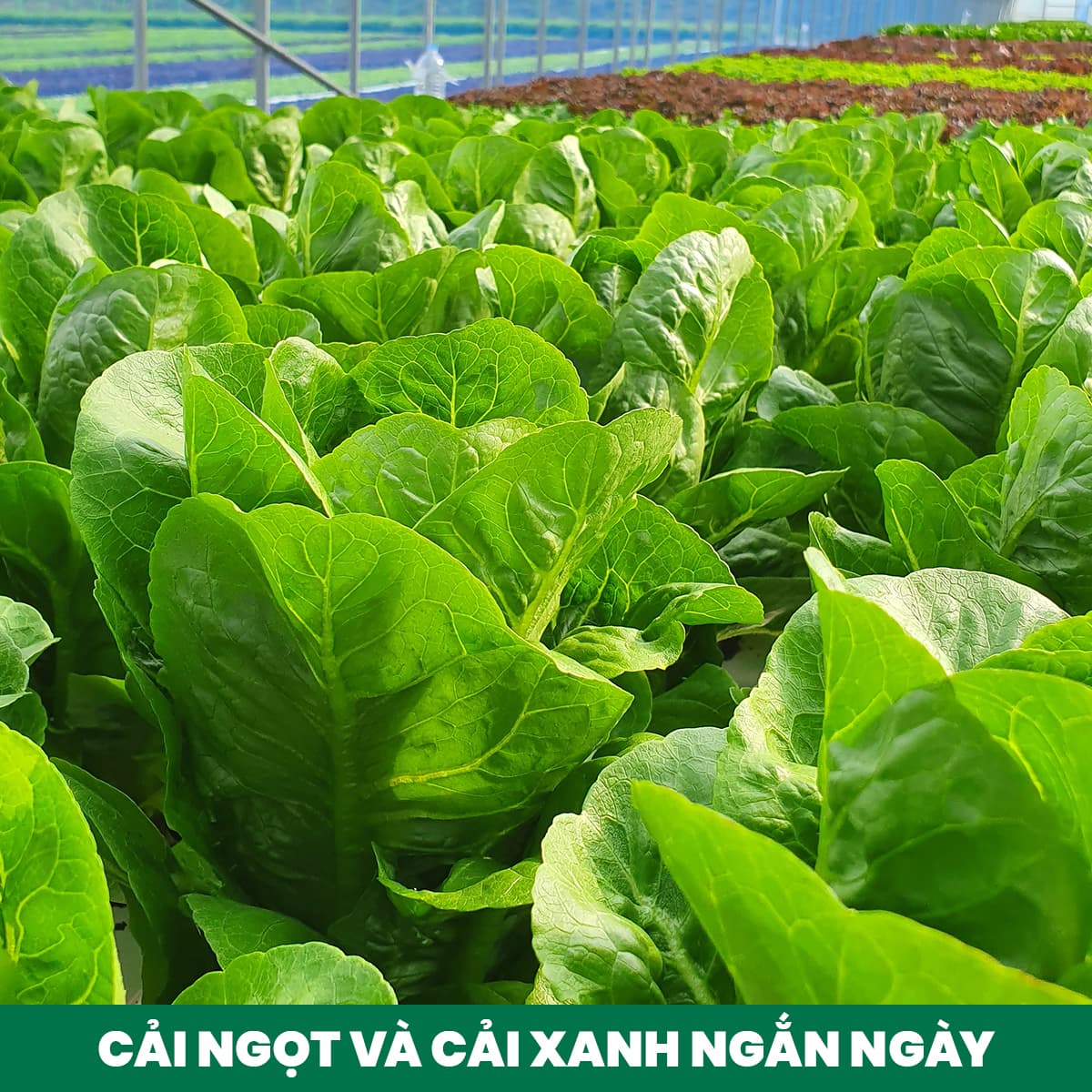 3. Fertilizing Choy Sum and Short-Duration Mustard Greens