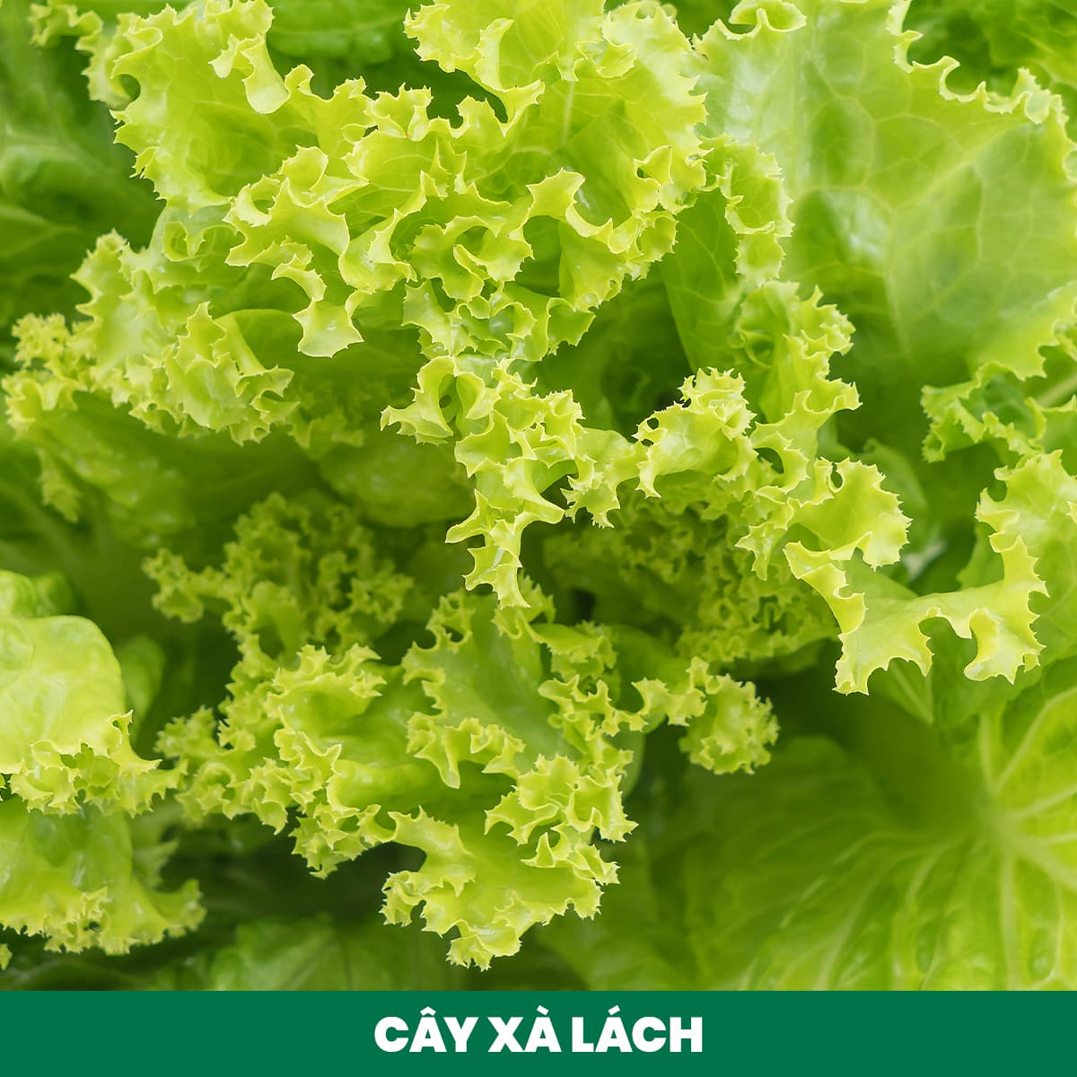4. Fertilizing Lettuce