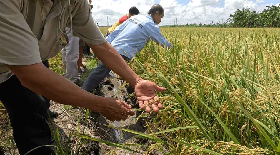 Single-Color Specialized NPK Fertilizer Is The Trend Of Modern Agriculture