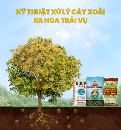 បច្ចេកទេសជំរុញការចេញផ្កាស្វាយក្រៅរដូវ – ទទួលបានផលល្អ លក់បានតម្លៃខ្ពស់នៅក្នុងដៃ