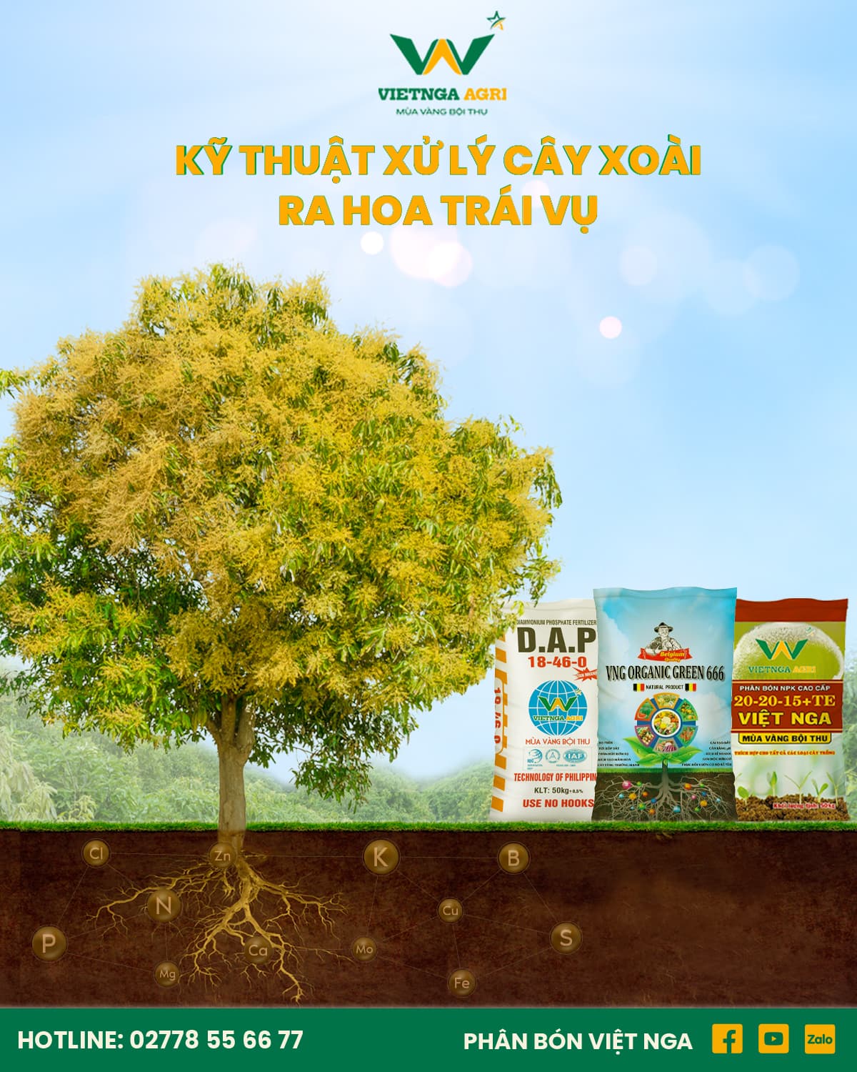 បច្ចេកទេសជំរុញការចេញផ្កាស្វាយក្រៅរដូវ – ទទួលបានផលល្អ លក់បានតម្លៃខ្ពស់នៅក្នុងដៃ