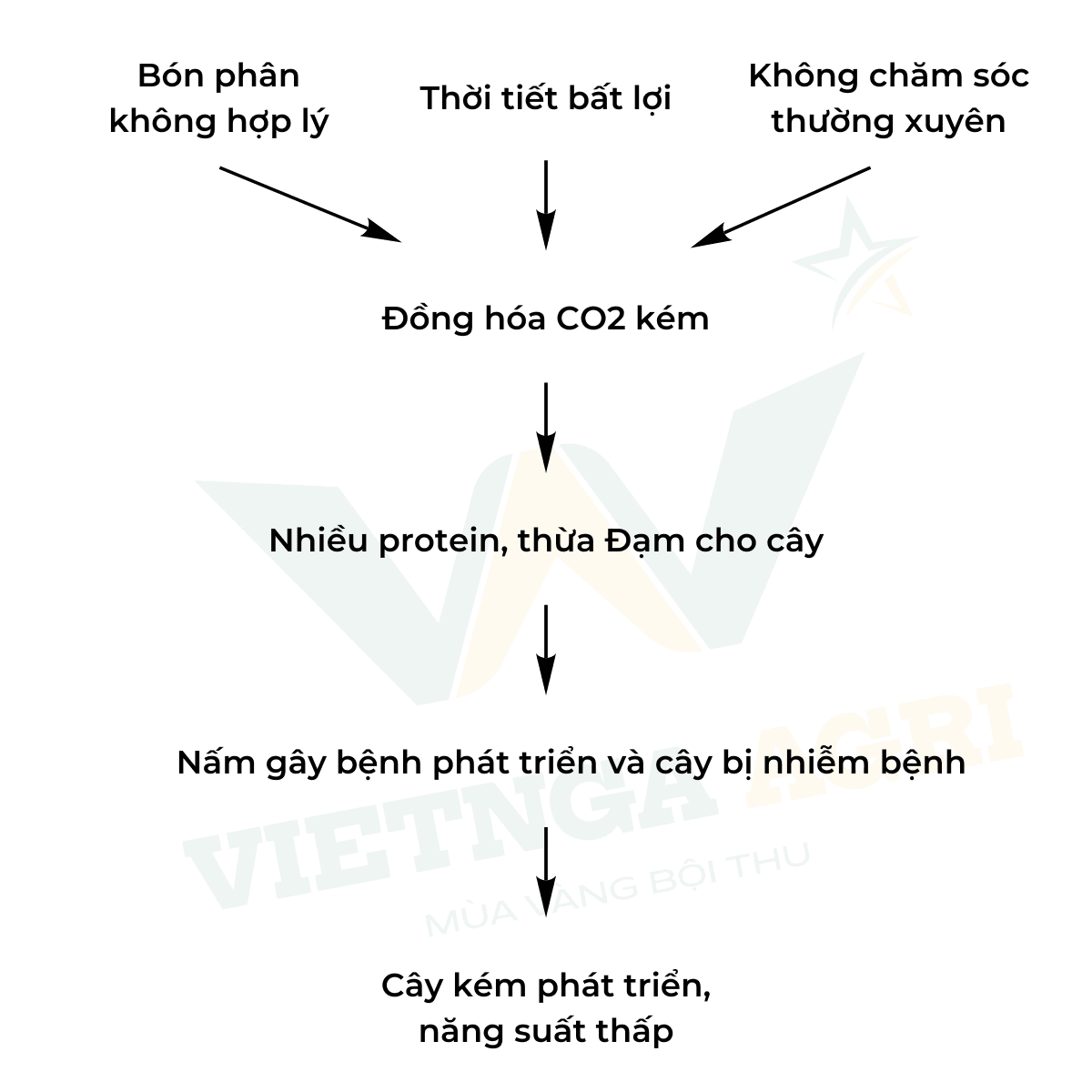 Chuỗi nhân quả khi cây trồng đạt năng suất thấp