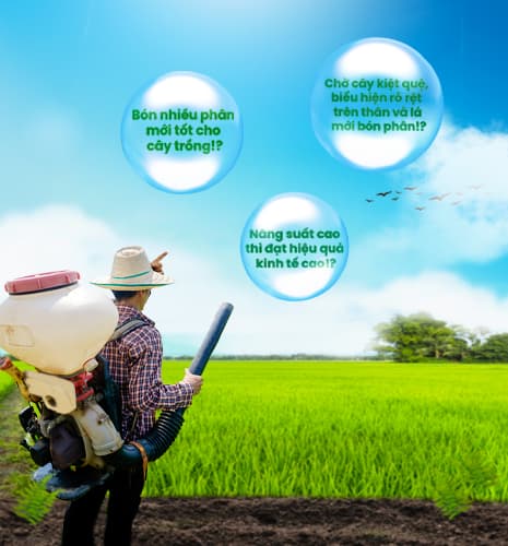 បង្កើនប្រសិទ្ធភាពនៃការដាក់ជីឱ្យដំណាំជាមួយ Viet Nga Fertilizer