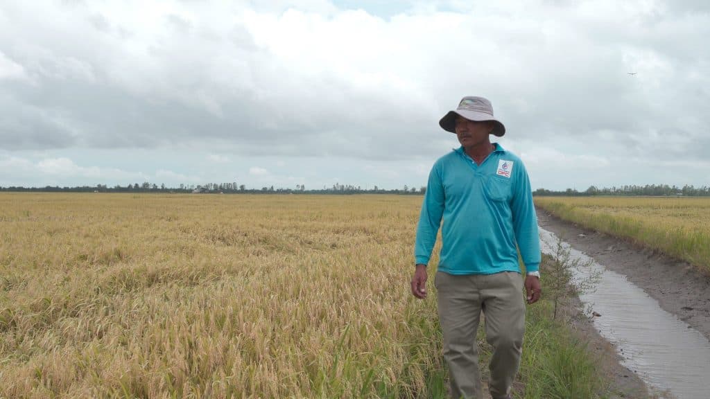The Effectiveness of Viet Nga Specialized Fertilizers in Adverse Stormy Weather