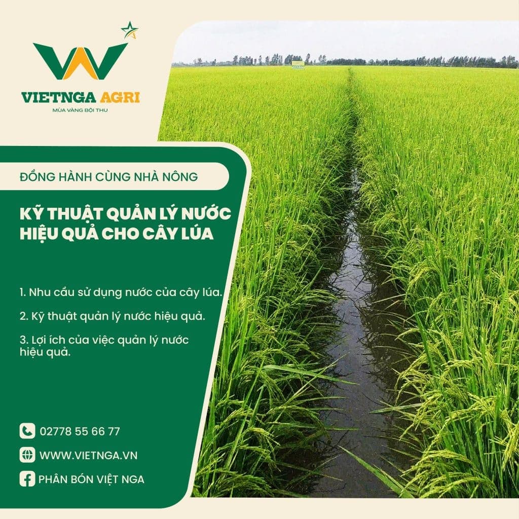 បច្ចេកទេសគ្រប់គ្រងទឹកប្រកបដោយប្រសិទ្ធភាពសម្រាប់ដំណាំស្រូវដែលមានសុខភាពល្អ