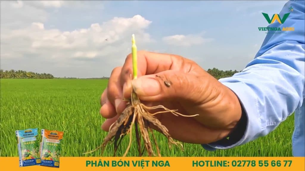 An Tuong Voi Canh Dong Boi Thu Voi Nang Suat Hon 900kg Cong 1000m2 Cua Anh Thach Kim Hoang Cung Pbvn 1