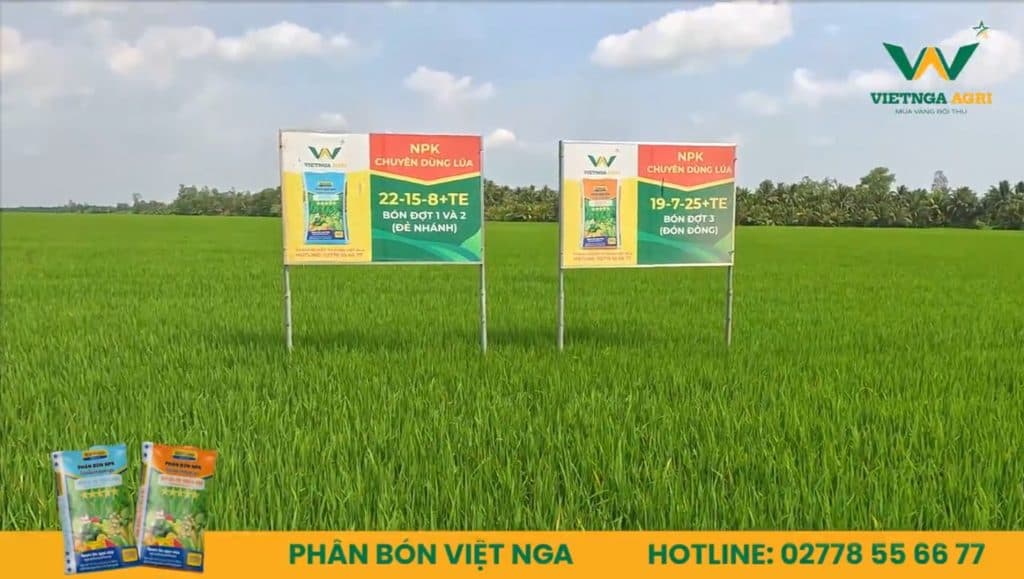 An Tuong Voi Canh Dong Boi Thu Voi Nang Suat Hon 900kg Cong 1000m2 Cua Anh Thach Kim Hoang Cung Pbvn 3 e1710403722970
