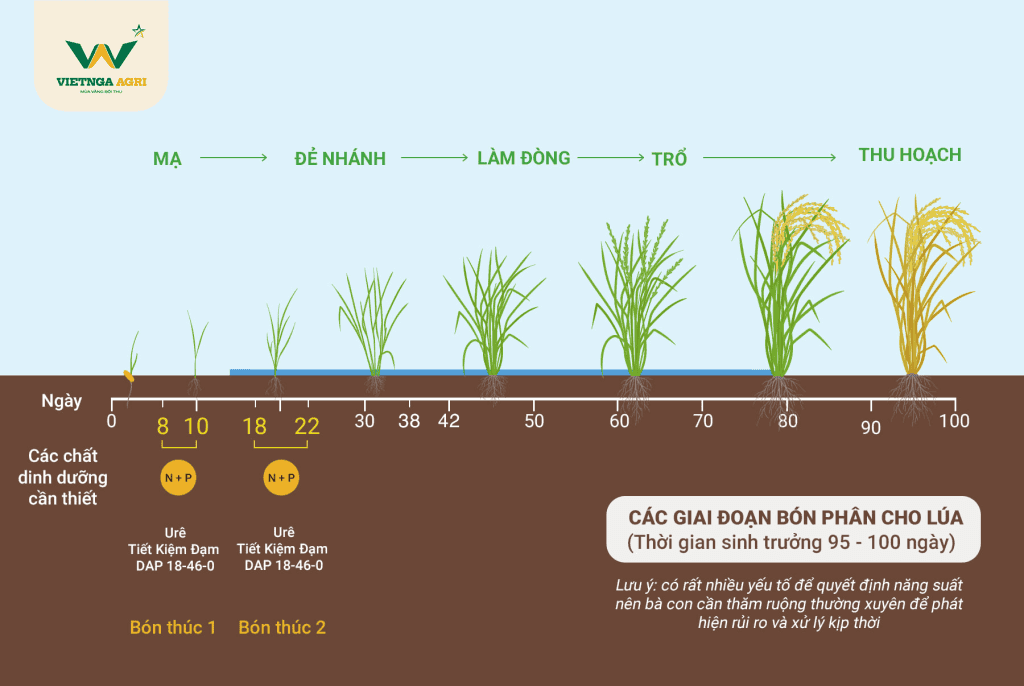 The process of applying DAP fertilizer to rice plants.