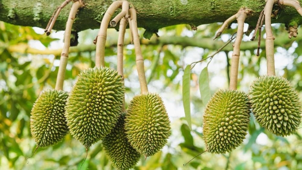 Bón phân hữu cơ cho cây sầu riêng đúng thời điểm