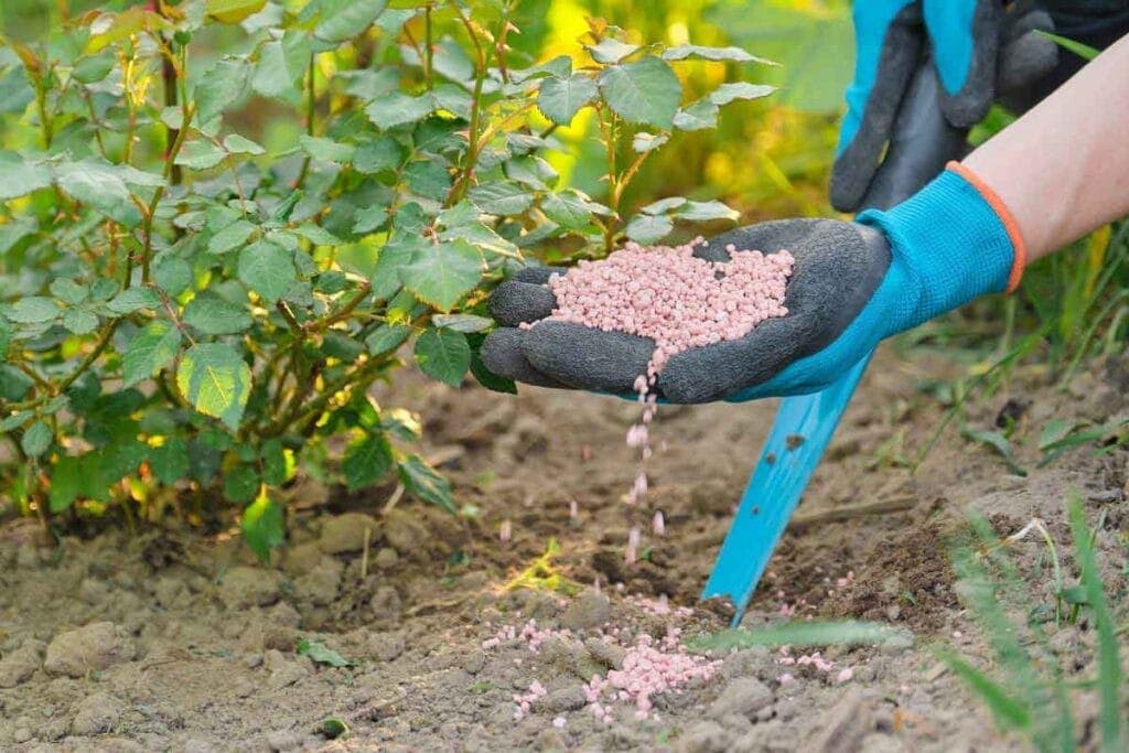 Apply DAP fertilizer according to the correct procedure and technique for best results.