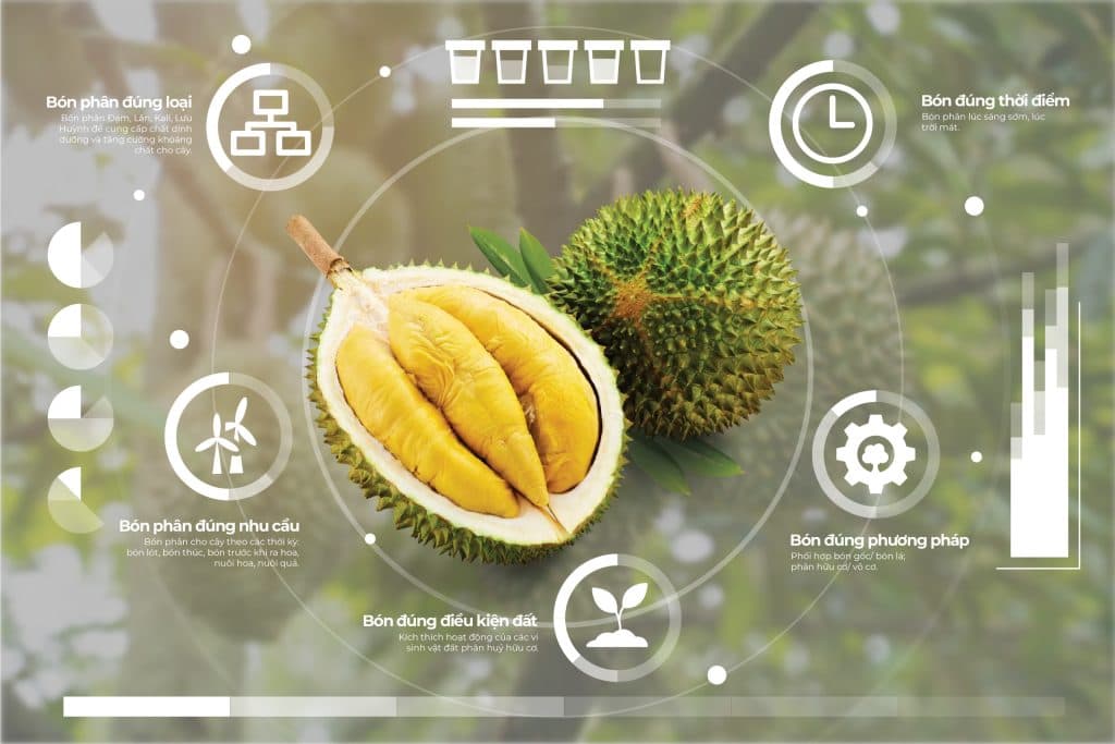 បង្ហាញពីគោលការណ៍ត្រឹមត្រូវទាំង ៥ នៅពេលដាក់ជីលើដើមទុរេន