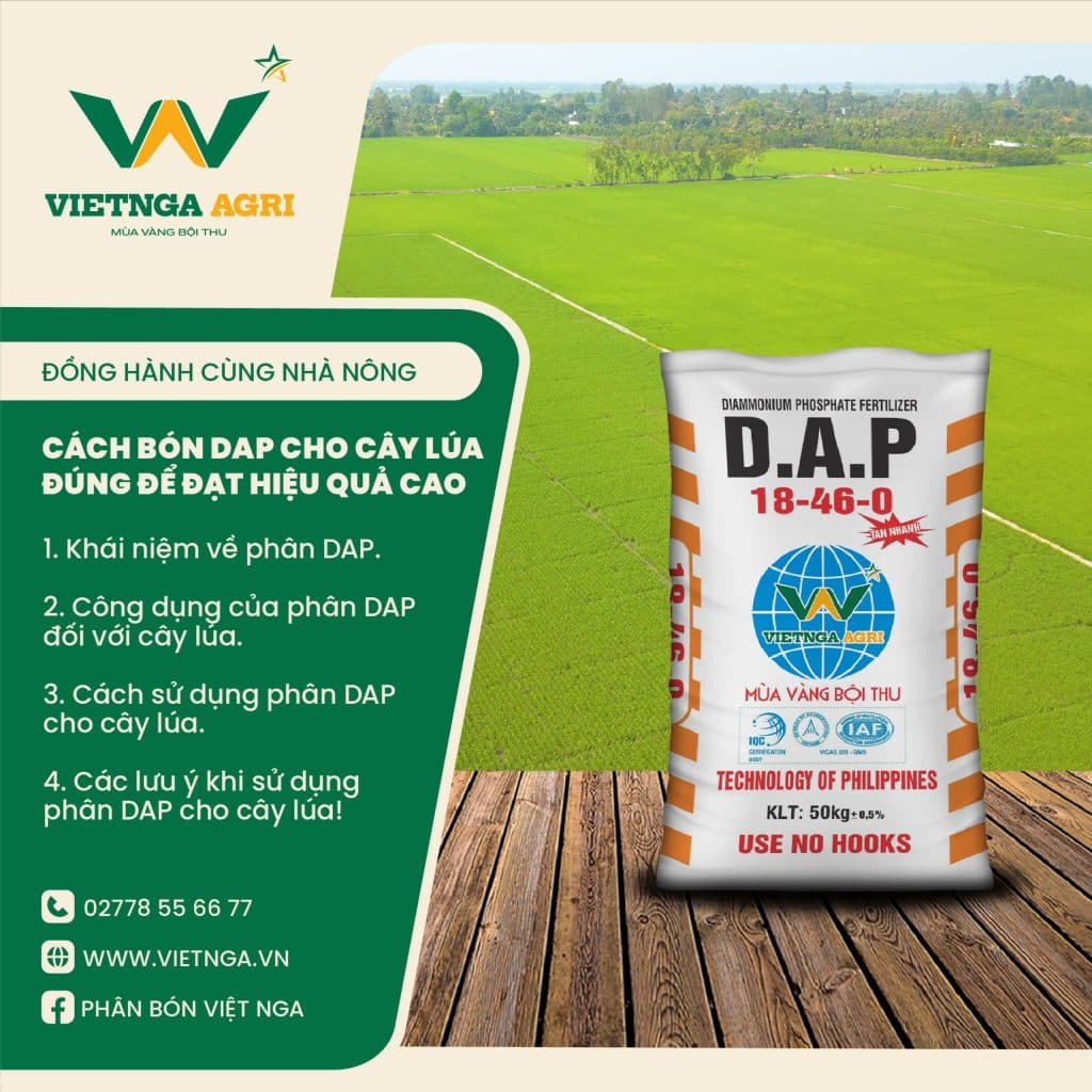 Applying DAP fertilizer correctly to rice plants is essential for high yields.