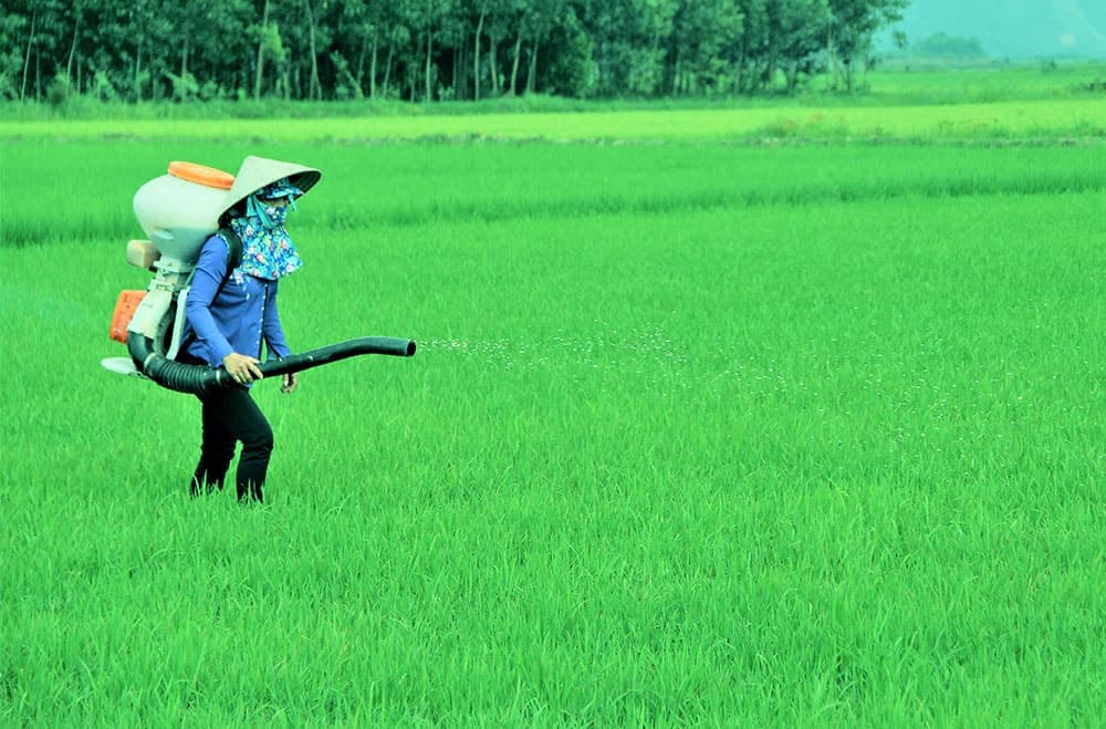 ការដាក់ជីស្រូវរដូវក្តៅក្នុងស្ថានភាពថ្ងៃរាំងយូរ