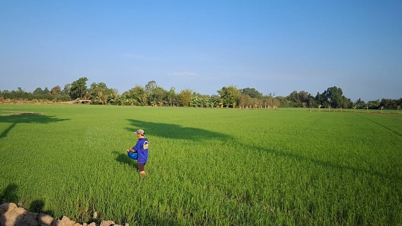 Experience in Applying Specialized Fertilizers to Summer-Autumn Rice Crops