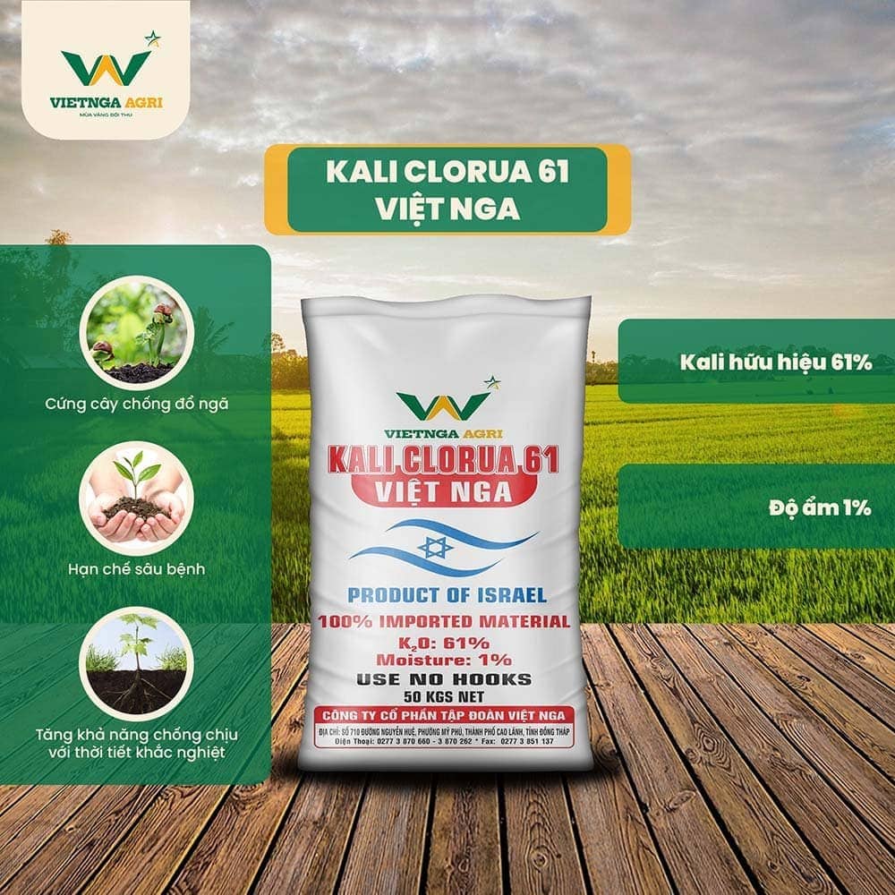 ជី Kali Clorua 61 Viet Nga ផ្គត់ផ្គង់ Kali ក្នុងរាងងាយស្រូបសម្រាប់ដំណាំ ជួយឲ្យដំណាំមានសមត្ថភាពប្រឆាំងជម្ងឺខ្លាំង។
