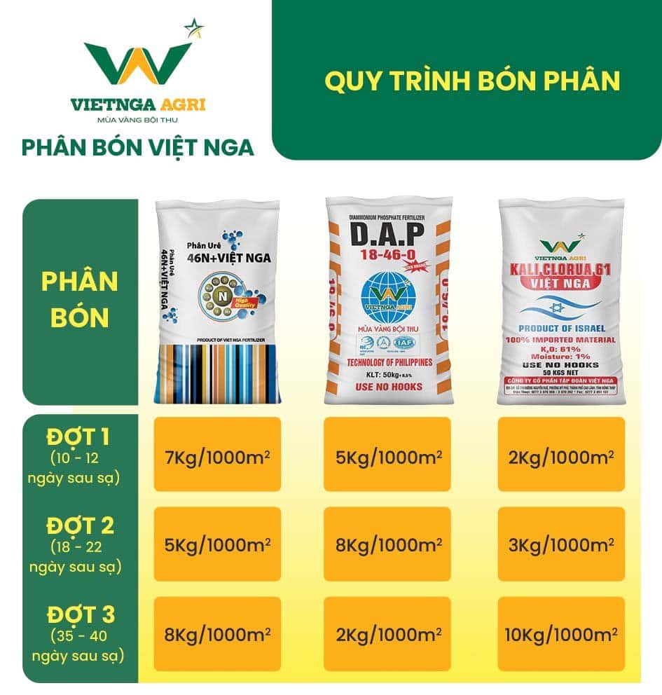ដំណើរការដាក់ជីមួយ និងបច្ចេកទេសដាក់ជីស្រូវរដូវក្តៅ