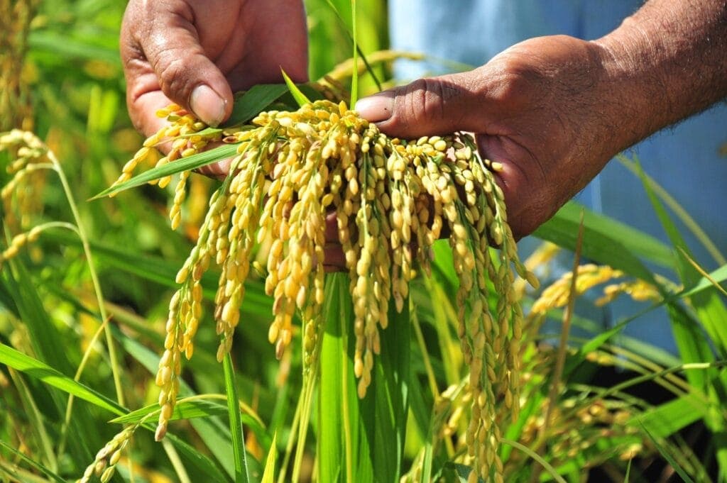 DAP fertilizer helps increase agricultural productivity and quality.
