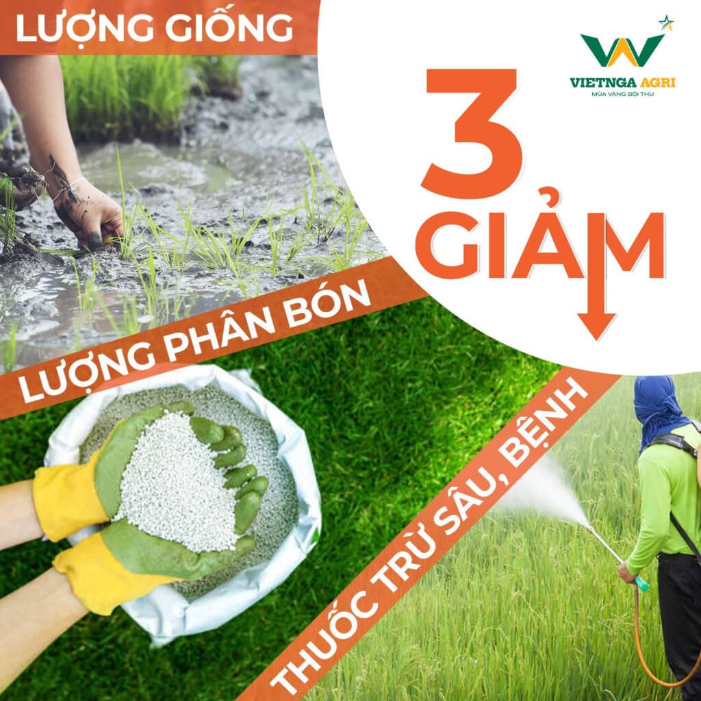 3 giảm trong canh tác lúa