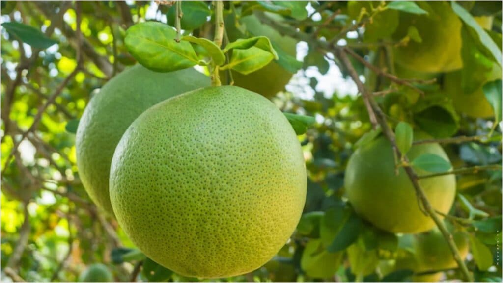 នៅរាល់ដំណាក់កាលនៃការលូតលាស់ និងអភិវឌ្ឍន៍រុក្ខជាតិ តម្រូវការសារធាតុចិញ្ចឹមមានភាពខុសគ្នា។<br>