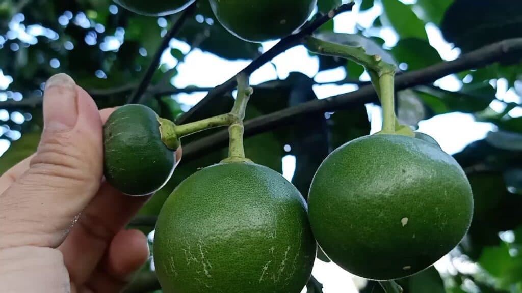 បញ្ចូលជីសម្រាប់ដើមក្រូចនៅដំណាក់កាលឲ្យផ្លែ