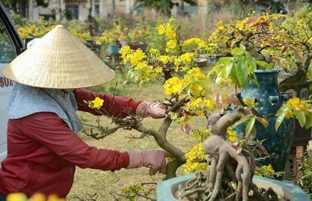 តើបំពងជីដូចម្តេចឲ្យដើមម៉ៃស្ដារឡើងលឿន?