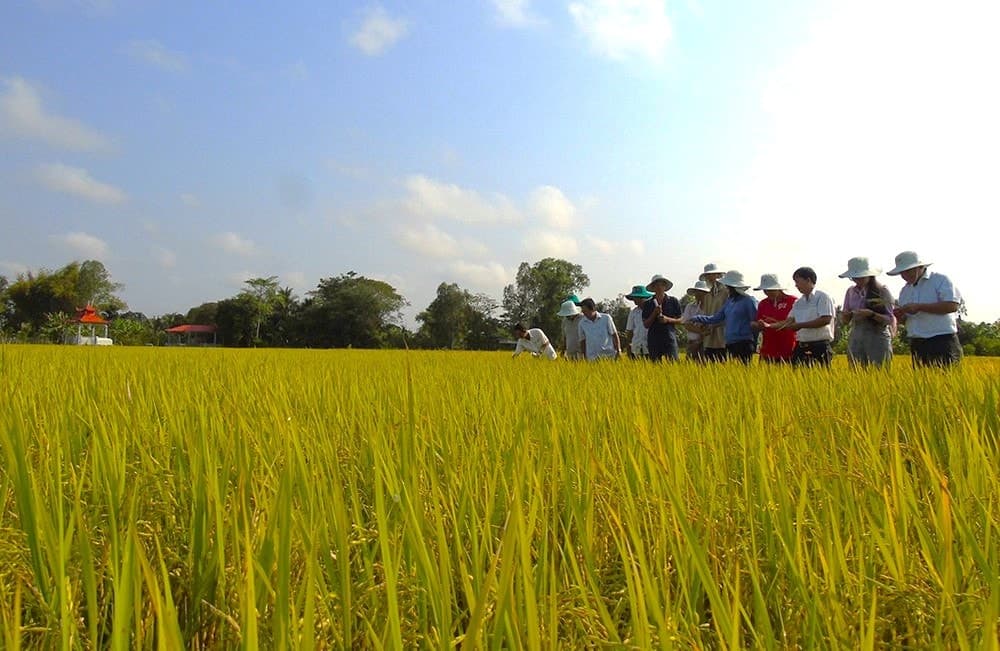 ប្រសិទ្ធភាពបន្តបន្ទាប់ពីបច្ចេកទេសដាំស្រូវ “3 បន្ថយ – 3 បន្ថែម”