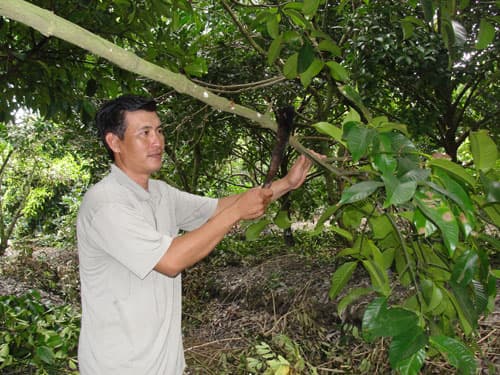 Tỉa cành sau khi mưa