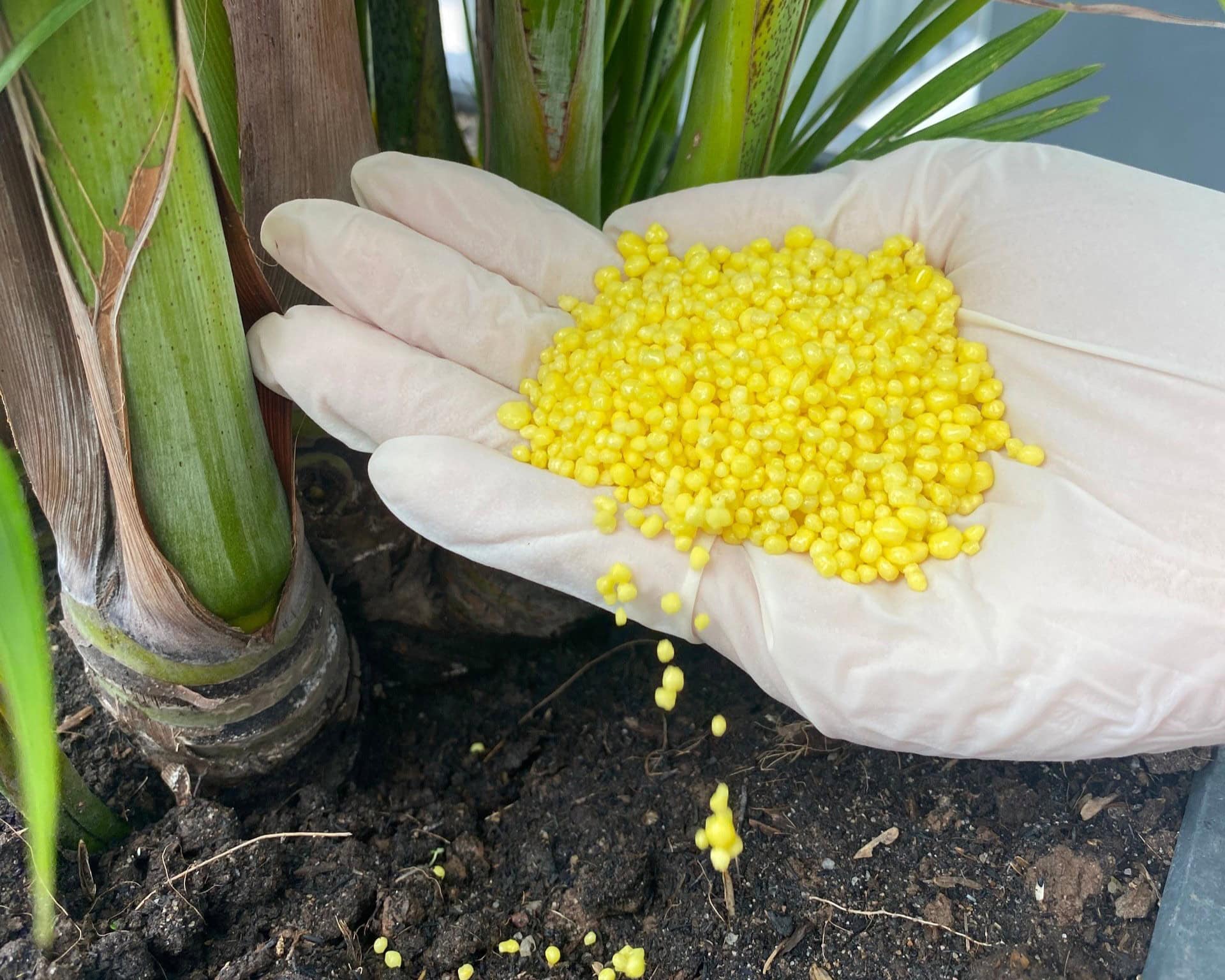 Tại Sao Nên Sử Dụng Phân Bón Canxi Nitrate Cho Cây Trồng?