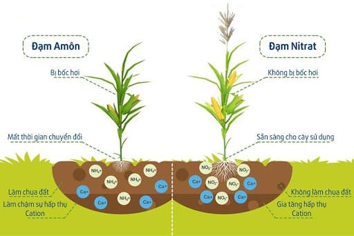 Đạm Nitrat được cây trồng hấp thụ tốt hơn các dạng đạm khác