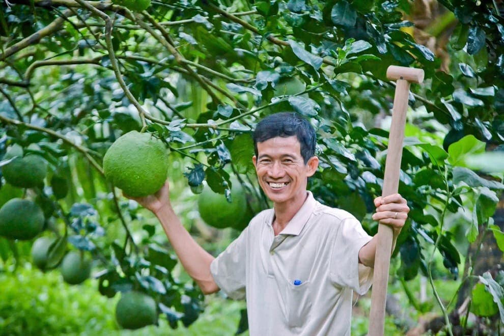 South Korea Officially Imports Vietnamese Pomelo