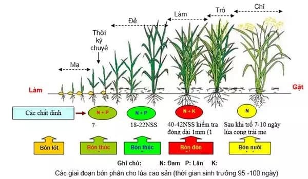 Thời điểm bón lót cho lúa